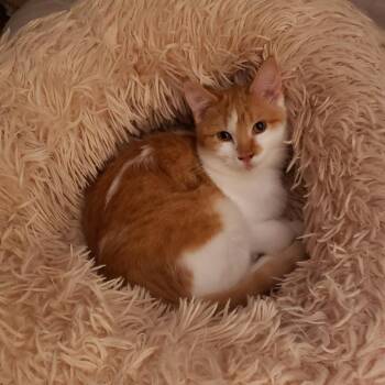 Taylor Swift -  Domestic Short Hair Cat for Adoption in Saint Paul, Minnesota - Taylor Swift | PetCurious