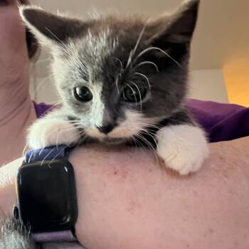 Rescue Domestic Short Hair Cats for Adoption in Woodstock, Virginia - Melman Willingham | PetCurious