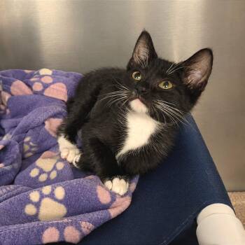 Laffy Taffy -  Domestic Short Hair Cat for Adoption in West Palm Beach, Florida - Laffy Taffy | PetCurious