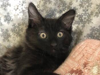 My Little Dancer -  Domestic Medium Hair Cat for Adoption in Eagle Point, Oregon - My Little Dancer | PetCurious