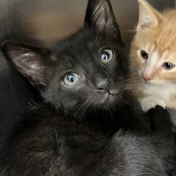 Domestic Short Hair Cats Available for Adoption in Grand Rapids, Michigan - Cash | PetCurious