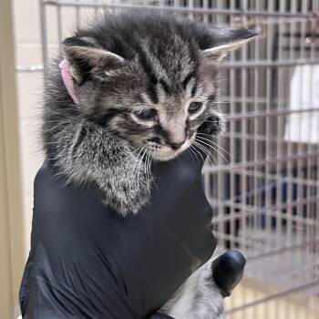 Synergy (pink collar) -  Domestic Short Hair Cat for Adoption in Winston-salem, North Carolina - Synergy (pink Collar) | PetCurious