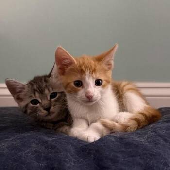 Cheddar Bob -  Domestic Short Hair Cat for Adoption in York, Pennsylvania - Cheddar Bob | PetCurious