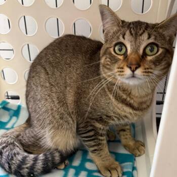 Domestic Short Hair Cats Available for Adoption in Houston, Texas - Maxwell | PetCurious
