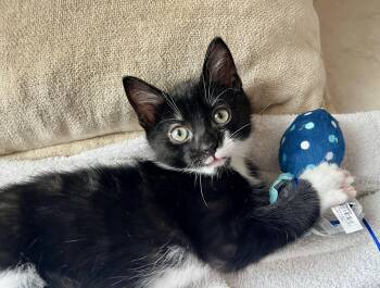 Rescue Domestic Short Hair Cats for Adoption in Rocky Hill, Connecticut - Sparrow | PetCurious