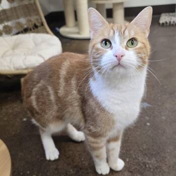 Domestic Short Hair Cats Available for Adoption - Cinni | PetCurious