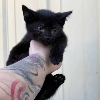 Domestic Short Hair Cats Available for Adoption in Lancaster, Ohio - Topanga | PetCurious