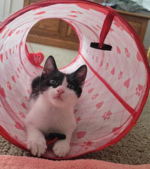 Mara -  Domestic Short Hair Cat for Adoption in Tucson, Arizona - Mara | PetCurious