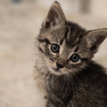 Domestic Short Hair Cats Available for Adoption in Fort Worth, Texas - Salmon | PetCurious