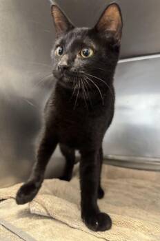 Leslie -  Domestic Short Hair Cat for Adoption in Hilton Head Island, South Carolina - Leslie | PetCurious