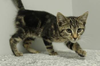 Rescue Domestic Short Hair and American Shorthair Cats for Adoption in Frankfort, Indiana - Lyra | PetCurious
