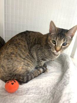Domestic Short Hair Cats Available for Adoption in Brookings, Oregon - Spinelli | PetCurious