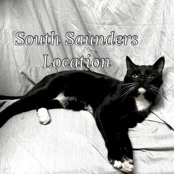 Domestic Short Hair Cats Available for Adoption - Tofu | PetCurious