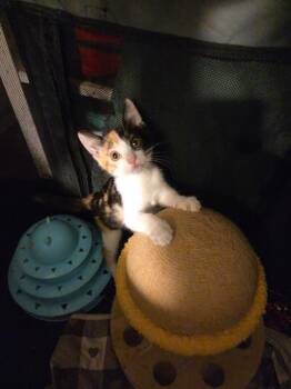 ELIZABETH -  Domestic Short Hair Cat for Adoption in Tustin, California - ELIZABETH | PetCurious