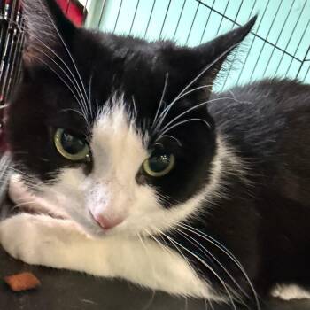 Domestic Short Hair Cats Available for Adoption in Falls Church, Virginia - Turkey Leg | PetCurious