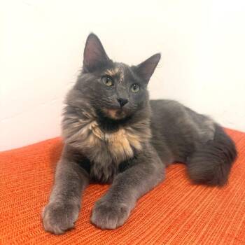 Stella Jessup -  Domestic Medium Hair Cat for Adoption in Eagle Mountain, Utah - Stella Jessup | PetCurious