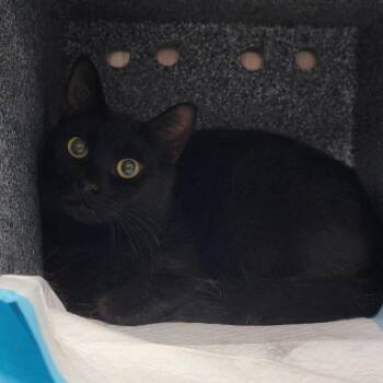 Domestic Short Hair Cats Available for Adoption in Salt Lake City, Utah - Confetti | PetCurious