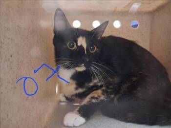 BOND, MEOW BOND -  Domestic Short Hair Cat for Adoption in Santa Fe, New Mexico - BOND, MEOW BOND | PetCurious