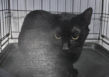 Domestic Short Hair Cats Available for Adoption - Raya | PetCurious