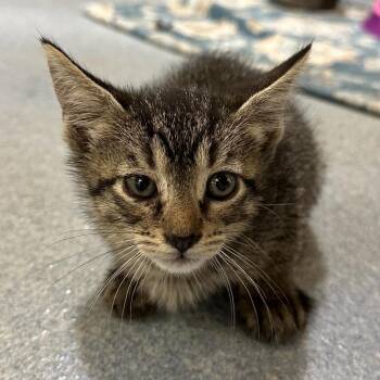 Domestic Short Hair Cats Available for Adoption in Edinburg, Texas - Kylie | PetCurious