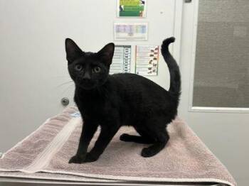 Checkered Chuck Taylors -  Domestic Short Hair Cat for Adoption in Kansas City, Missouri - Checkered Chuck Taylors | PetCurious