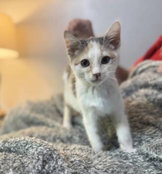 Rescue Domestic Short Hair Cats for Adoption in Gradyville, Kentucky - Aria | PetCurious