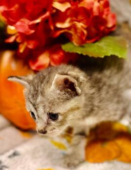 Katniss -  Domestic Short Hair Cat for Adoption in Rockport, Texas - Katniss | PetCurious