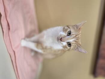 Rescue Domestic Short Hair Cats for Adoption in Park Rapids, Minnesota - Honeydew | PetCurious