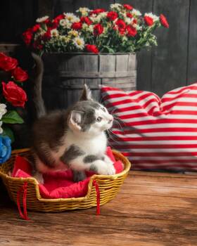 Ninja -  Domestic Short Hair Cat for Adoption in Lapeer, Michigan - Ninja | PetCurious
