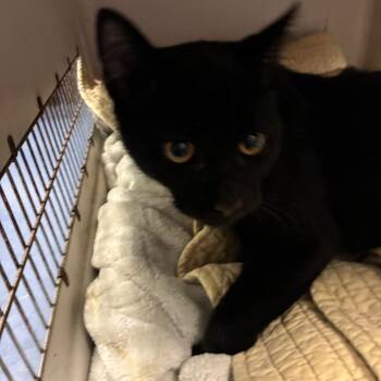 Kakapo -  Domestic Short Hair Cat for Adoption in Greensboro, North Carolina - Kakapo | PetCurious