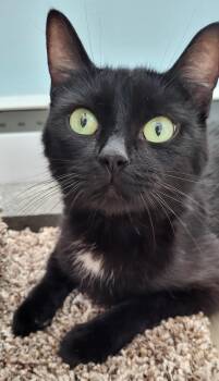 Miss Marple -  Domestic Short Hair Cat for Adoption in Sidney, British Columbia - Miss Marple | PetCurious