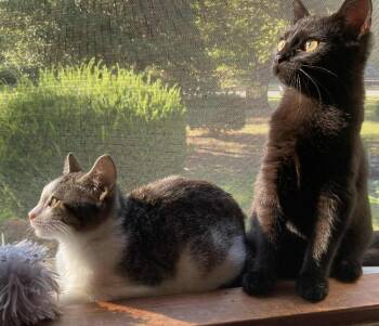 Rescue Domestic Short Hair Cats for Adoption in Ocean City, New Jersey - Bean & Pea | PetCurious