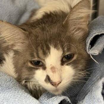 Tofu -  Domestic Short Hair Cat for Adoption in New York, New York - Tofu | PetCurious