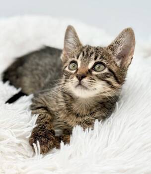 Baby Bello -  Tabby Cat for Adoption in Covington, Louisiana - Baby Bello | PetCurious