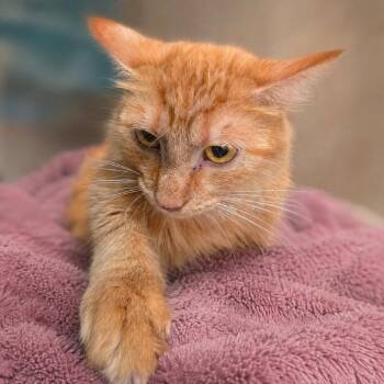 Mama -  Domestic Medium Hair Cat for Adoption in Austin, Texas - Mama | PetCurious