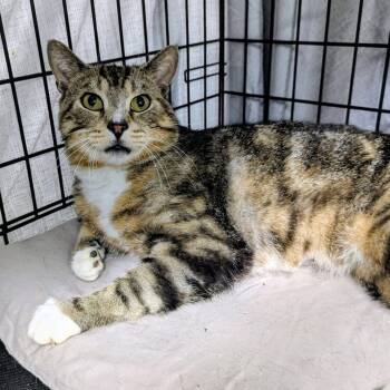 TOMO -  Tabby Cat Available for Adoption in Delhi, Ontario - TOMO | PetCurious