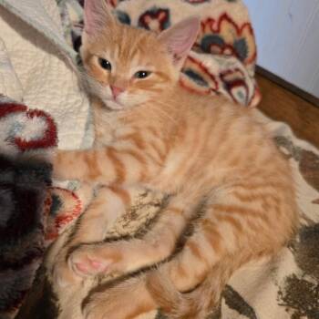 Jenny (Ginny) -  Domestic Short Hair Cat for Adoption in Fayetteville, Arkansas - Jenny (Ginny) | PetCurious