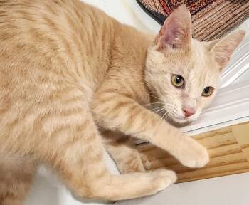 Dax -  Tabby Cat for Adoption in Fort Myers, Florida - Dax | PetCurious