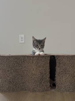 Rescue Tabby Cats for Adoption in Frederick, Maryland - Spice | PetCurious