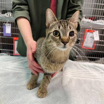 Feller -  Domestic Short Hair Cat for Adoption in Raleigh, North Carolina - Feller | PetCurious