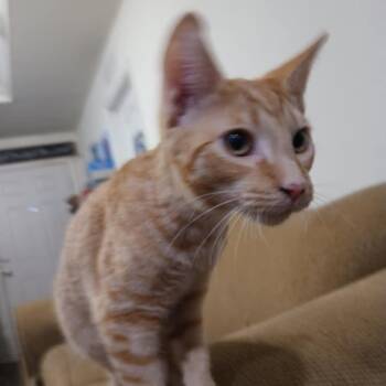 Tabby and Domestic Short Hair Cats Available for Adoption - Papaya | PetCurious