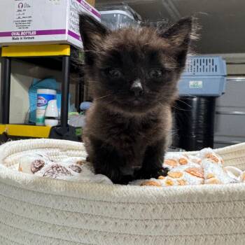 Domestic Short Hair Cats Available for Adoption in Buffalo, Minnesota - Aleah | PetCurious