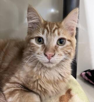 Little Bobby -  Domestic Long Hair Cat for Adoption in Arlington, Washington - Little Bobby | PetCurious