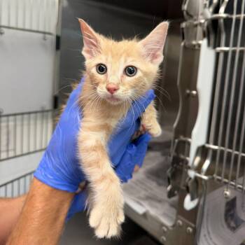 Otis -  American Shorthair and Domestic Short Hair Cat for Adoption in Marshall, Texas - Otis | PetCurious