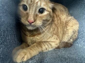 Domestic Short Hair Cats Available for Adoption in Grand Prairie, Texas - BRUNO | PetCurious
