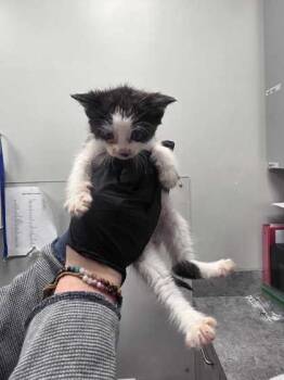 Catticus -  Domestic Short Hair Cat for Adoption in Sevierville, Tennessee - Catticus | PetCurious