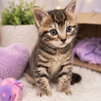 Goose -  Domestic Short Hair Cat for Adoption in South Riding, Virginia - Goose | PetCurious