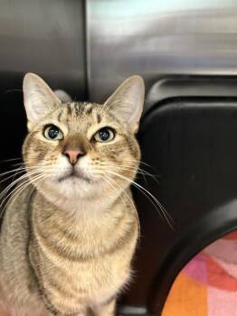 GEPPETTO -  Domestic Long Hair Cat for Adoption in Dallas, Texas - GEPPETTO | PetCurious