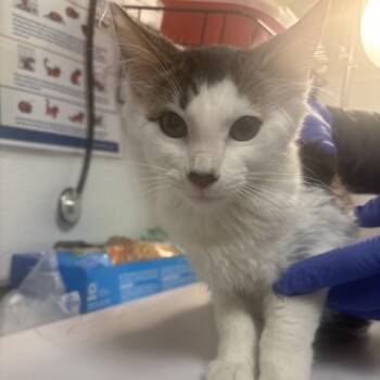 Snickerpaws -  Domestic Short Hair Cat for Adoption in Tulsa, Oklahoma - Snickerpaws | PetCurious