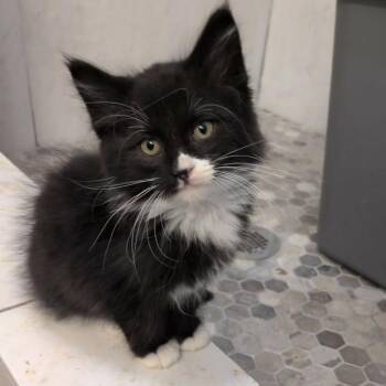 Potoo -  Domestic Medium Hair Cat for Adoption in Spanish Fork, Utah - Potoo | PetCurious